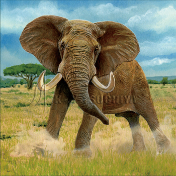 アフリカ象.jpg