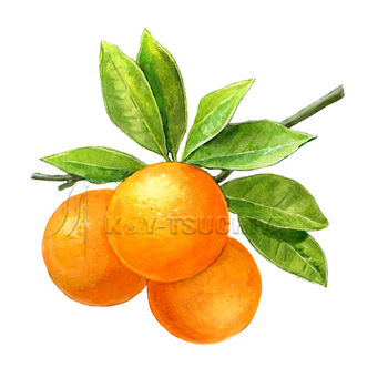 IGNIS’20オレンジ.jpg